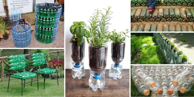 Best Plastic Bottle Garden Projects