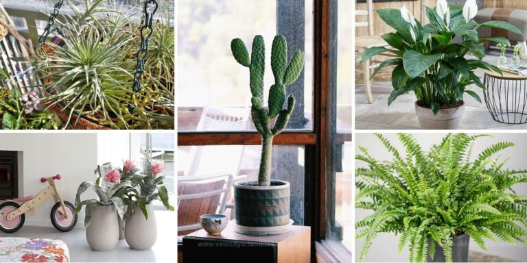 Best Houseplants to Lower Indoor Humidity