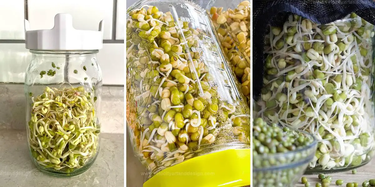 Best Steps to Grow Bean Sprouts in Bottles