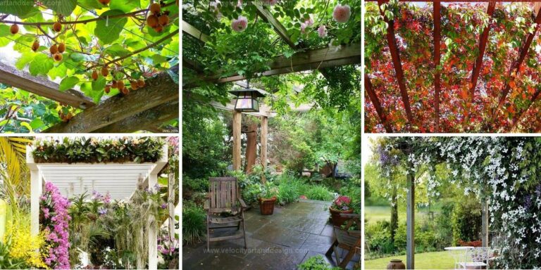 Best Pergola Ideas