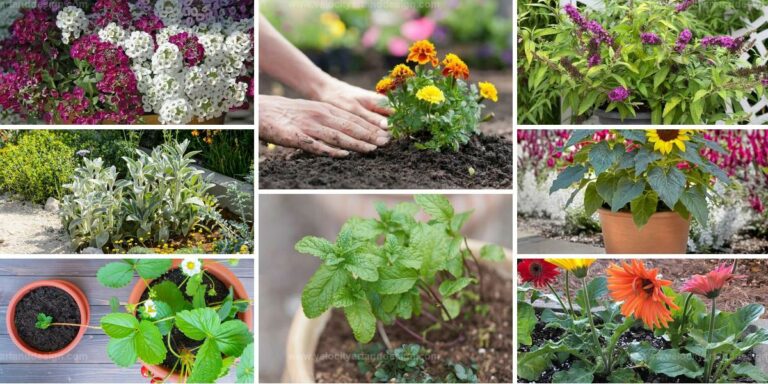 Top Child-Safe Plants