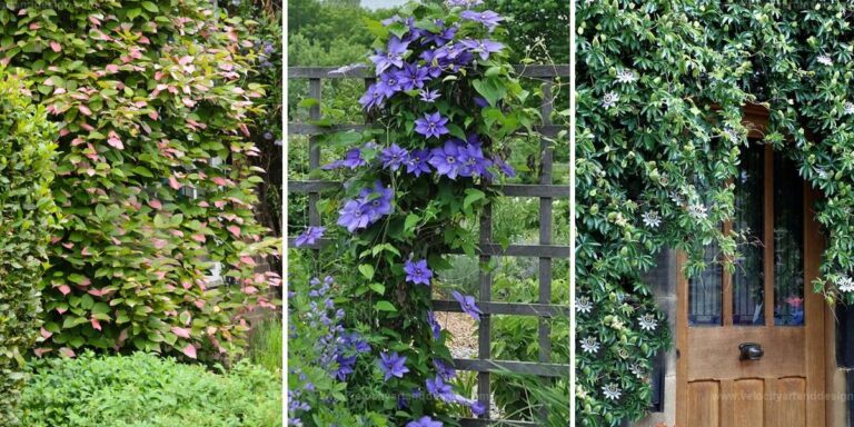 Top Climbing Plants For Landscaping