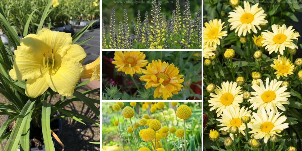 Best Yellow Perennial Flowers