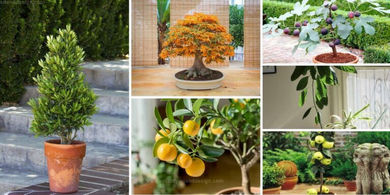 Best Dwarf Trees for Indoor Gardens