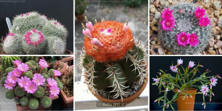 Best Pink-Flowering Cacti