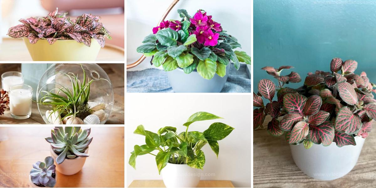 Best Small Houseplants for Tight Spaces