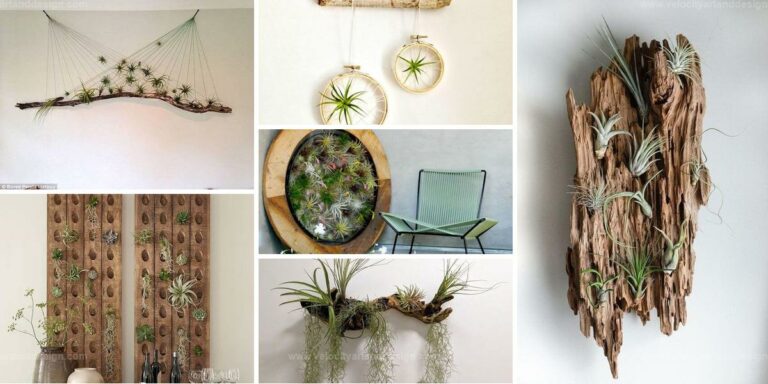 Best Mini Air Plant Gardens for Indoor Decor