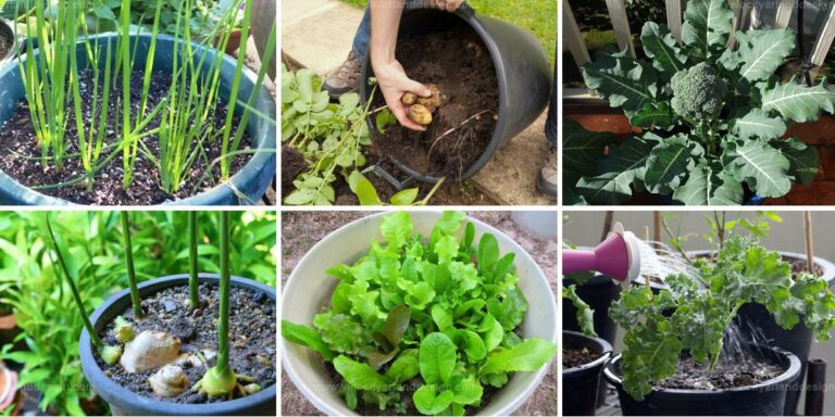 Best Bucket Vegetables