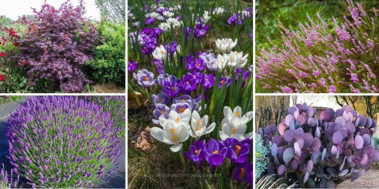 Top Landscaping Ideas with Purple Plants