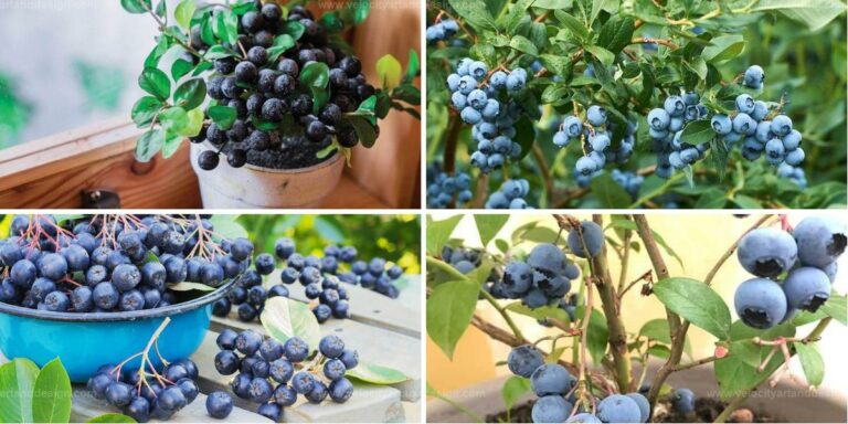 Top Tips for Growing Blueberries in Pots