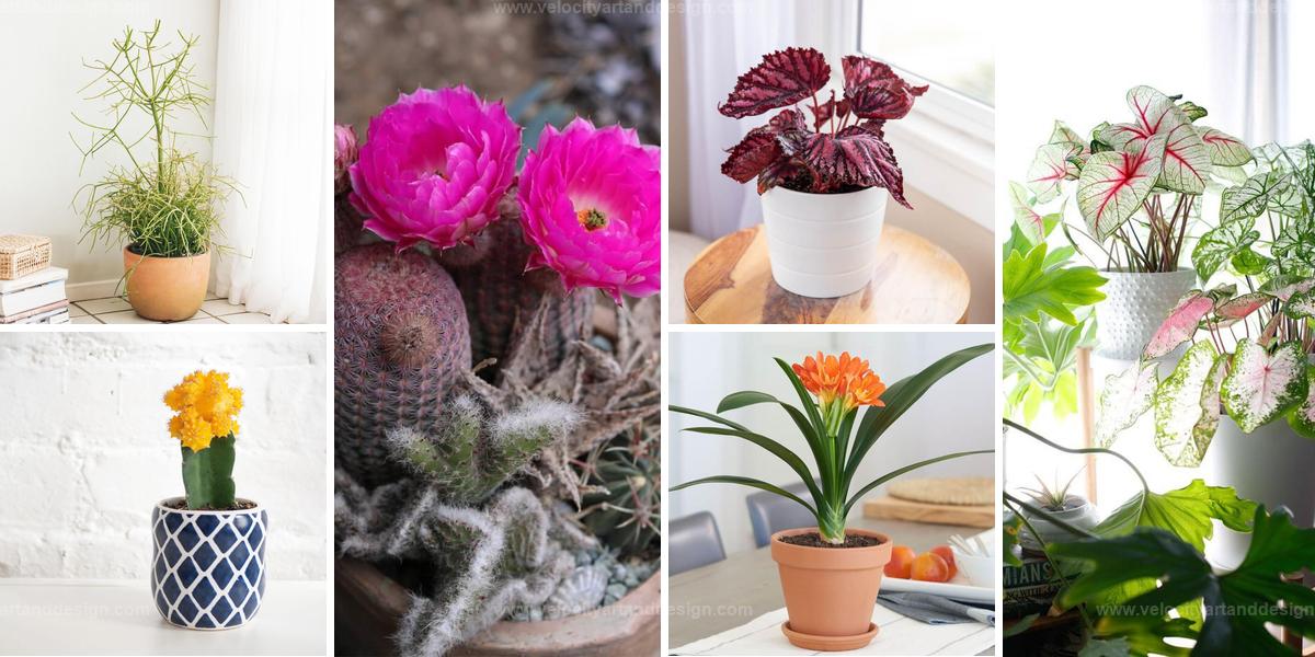 Best Bright Houseplants for Indoor Curb Appeal