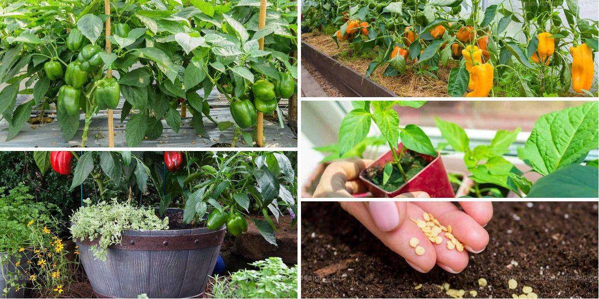 Best Guide to Growing Peppers from Seeds at Home