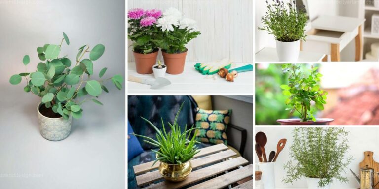 Best Houseplants for a Cheerful Home