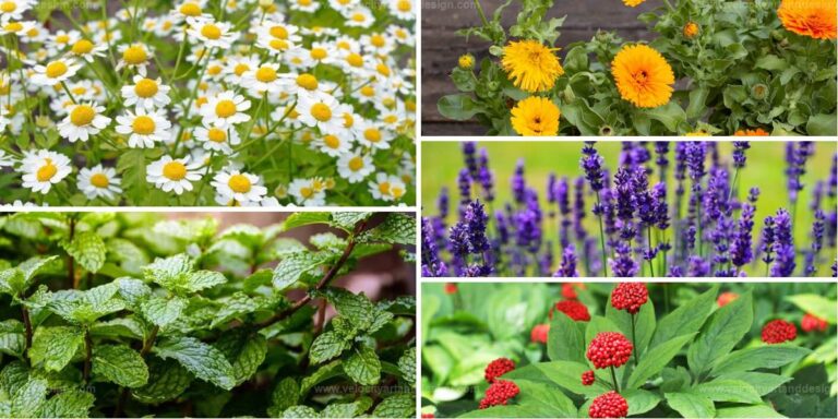 Best Medicinal Herbs to Cultivate