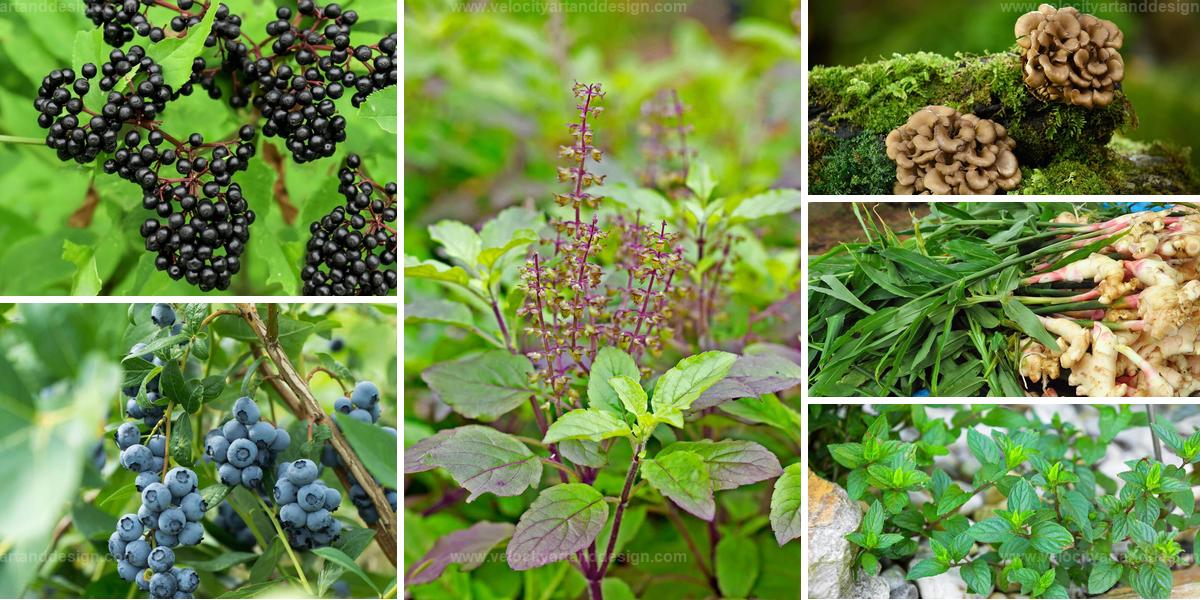 Top Immune-Boosting Plants