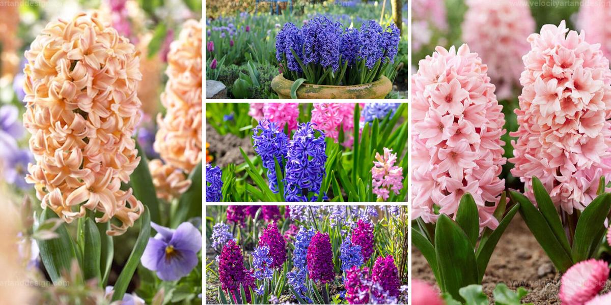 Best Tips for Cultivating Hyacinths