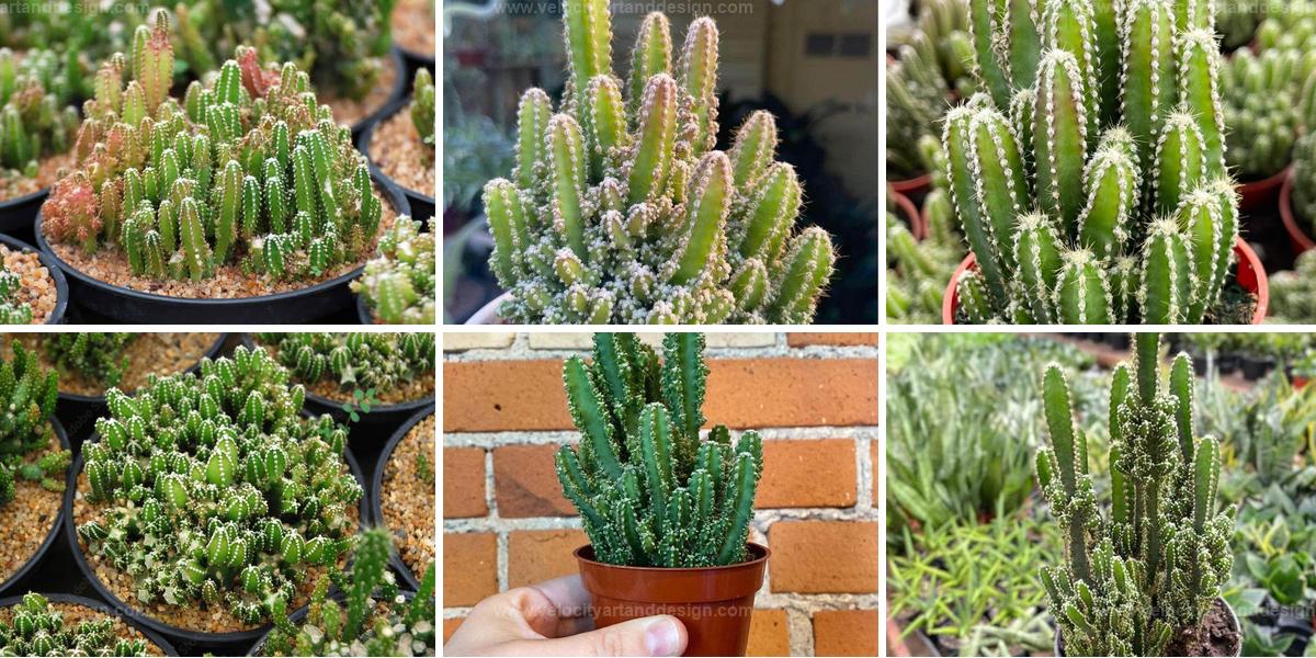 Best Fairy Castle Cactus Care Tips