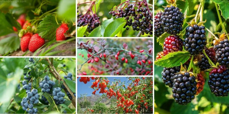 Best Berry Vines to Enhance Your Garden