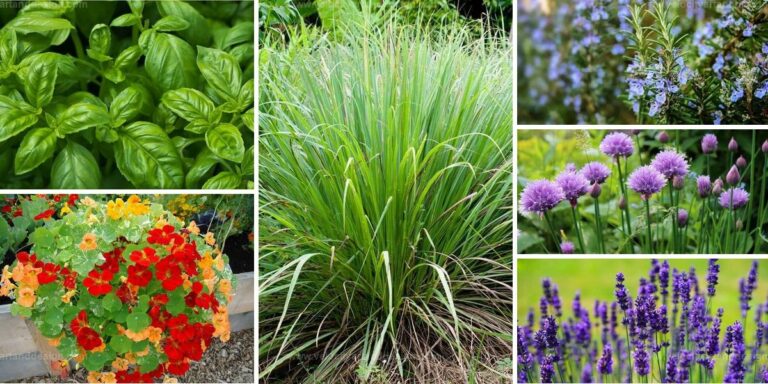 Top Herbs & Plants to Keep Insects Out