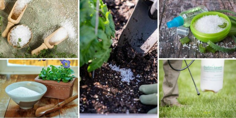 Best Benefits of Using Salt in Your Garden