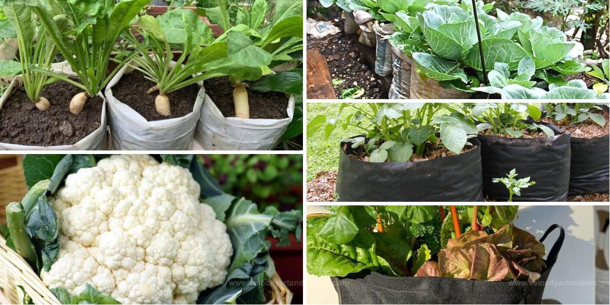 Top Bag-Grown Vegetables