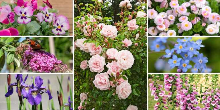 Best Flowers for a Cottage Garden