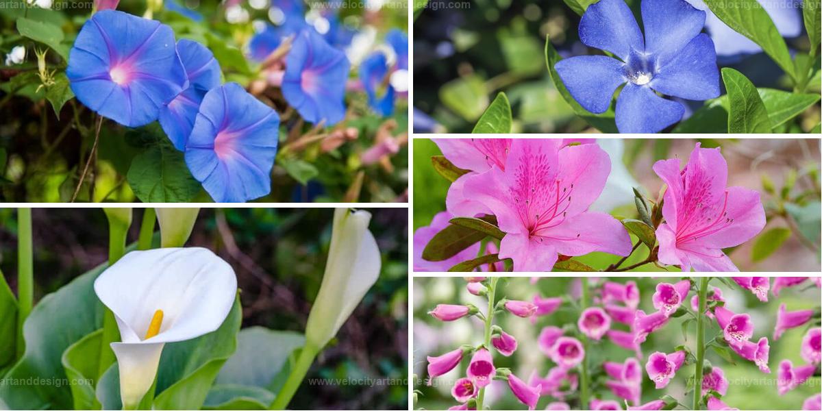 Top Stunning Yet Toxic Flowers